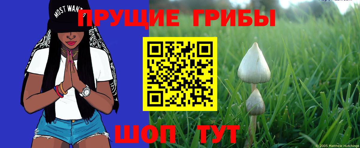 цена наркотик  Галлюциногенные грибы GOLDEN TEACHER  Вход с VPN  Дмитров  Псилоцибиновые грибы Psilocybine cubensis 